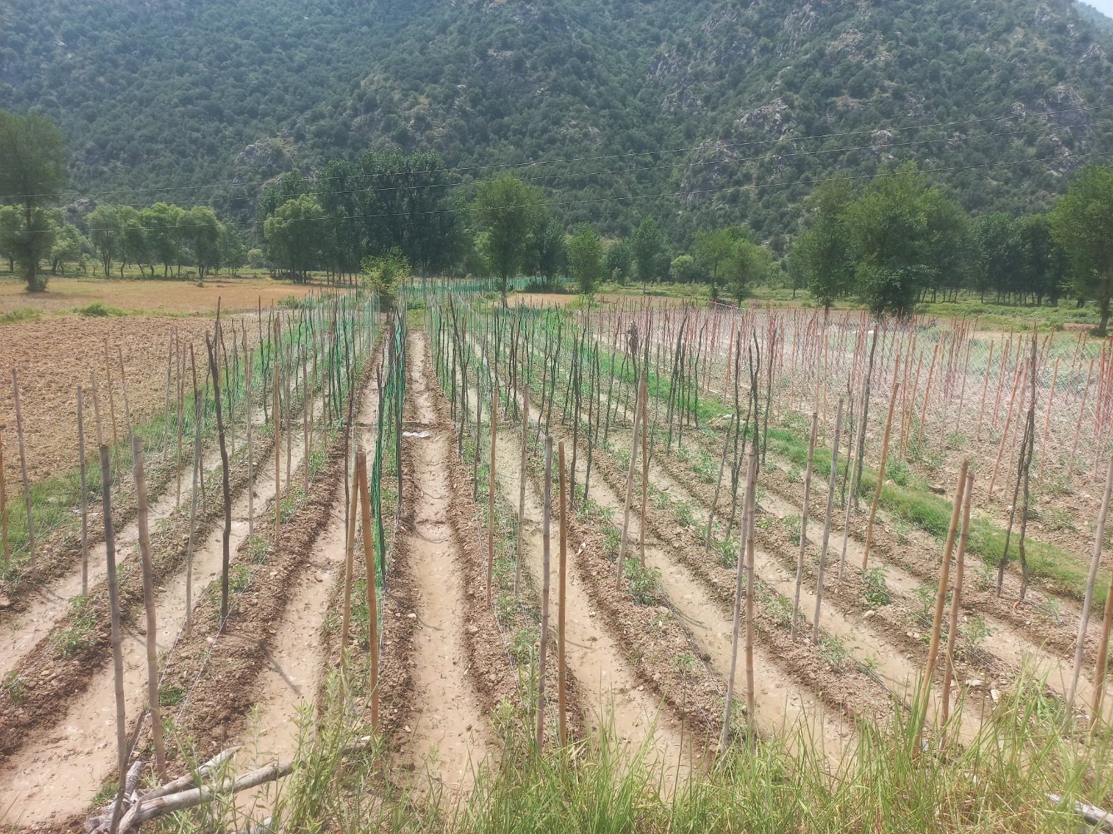 KP-RIISP project photo 28